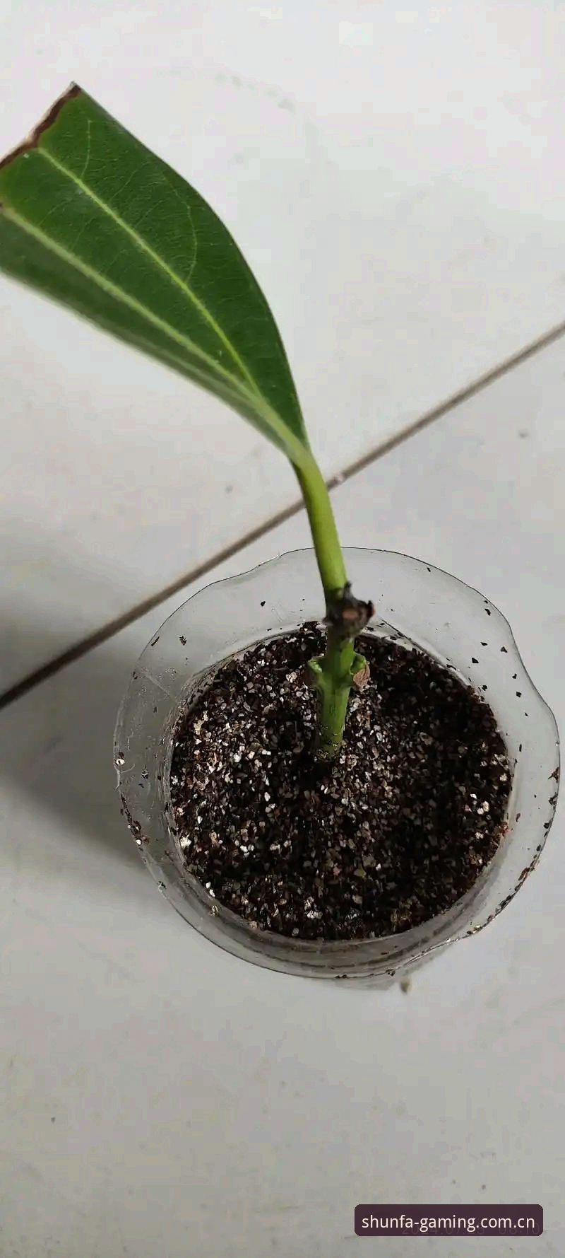 守着一个28号签，看着它在聚光灯边缘安静地抽枝发芽，还是搭上未来的资产，去换一棵已经亭亭如盖的巨树？这几天，波士顿的篮球闲聊里，绕不开的就是这道选择题。雨果·冈萨雷斯，这个名字在选秀夜响起时，多数人只是例行公事般点了点头，一个新秀赛季场均3.9分3.3篮板的年轻人，像一块未经雕琢的石料。但偏偏，在这桩关于扬尼斯·阿德托昆博的流言蜚语里，他成了那根最坚硬的骨头。